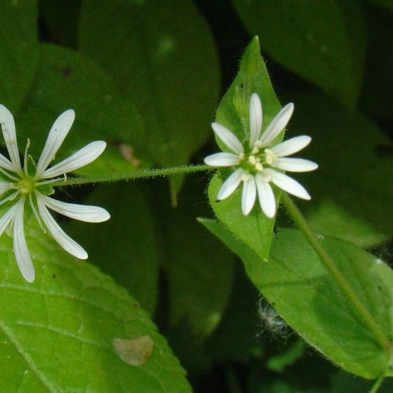 Мокрица (Stellaria): полное руководство по уходу