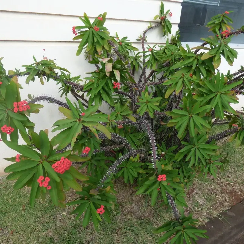 Молочай блестящий (Euphorbia milii): полное руководство по уходу