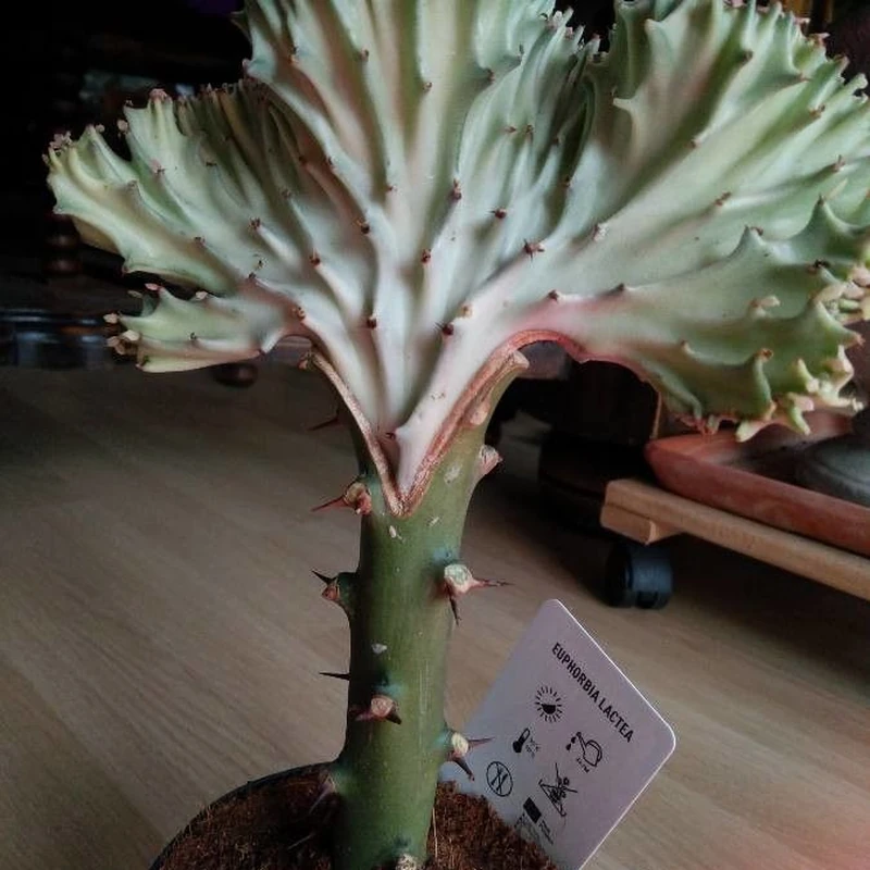 Молочай гребенчатый (Euphorbia lactea): полное руководство по уходу