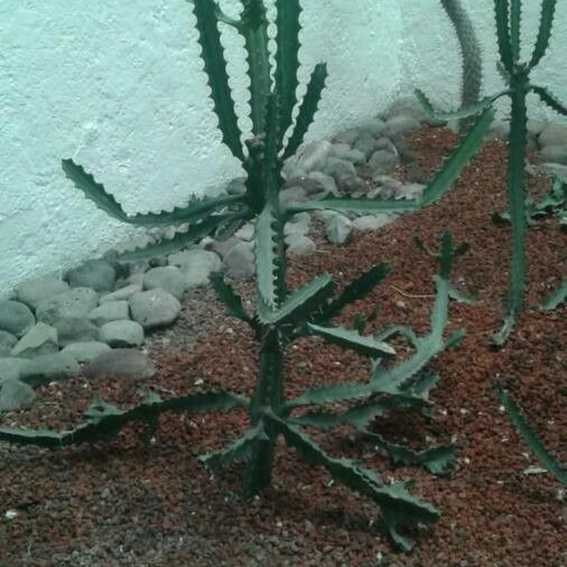 Молочай (Euphorbia): полное руководство по уходу