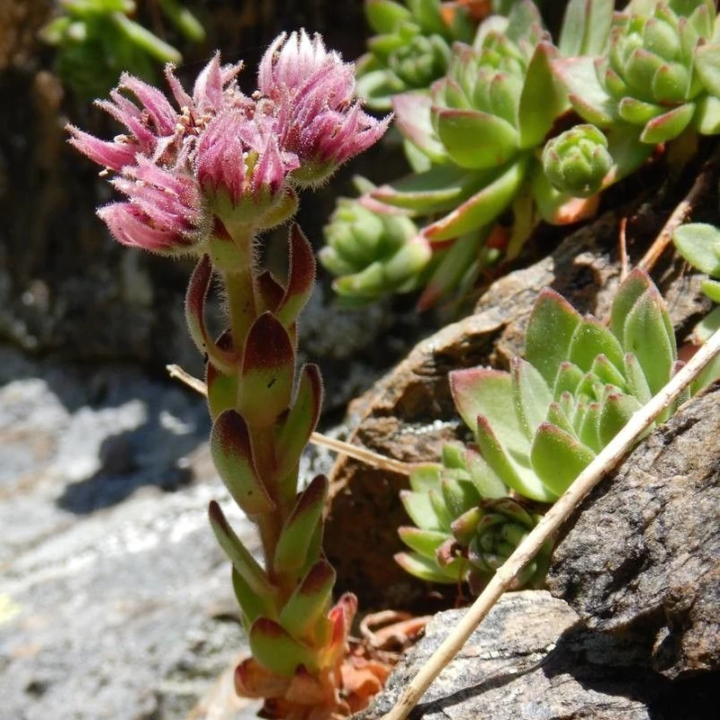 Молодило (Sempervivum): полное руководство по уходу