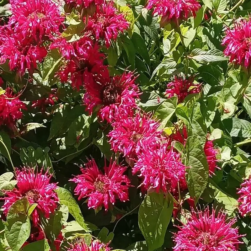 Монарда двойчатая (Monarda didyma): полное руководство по уходу