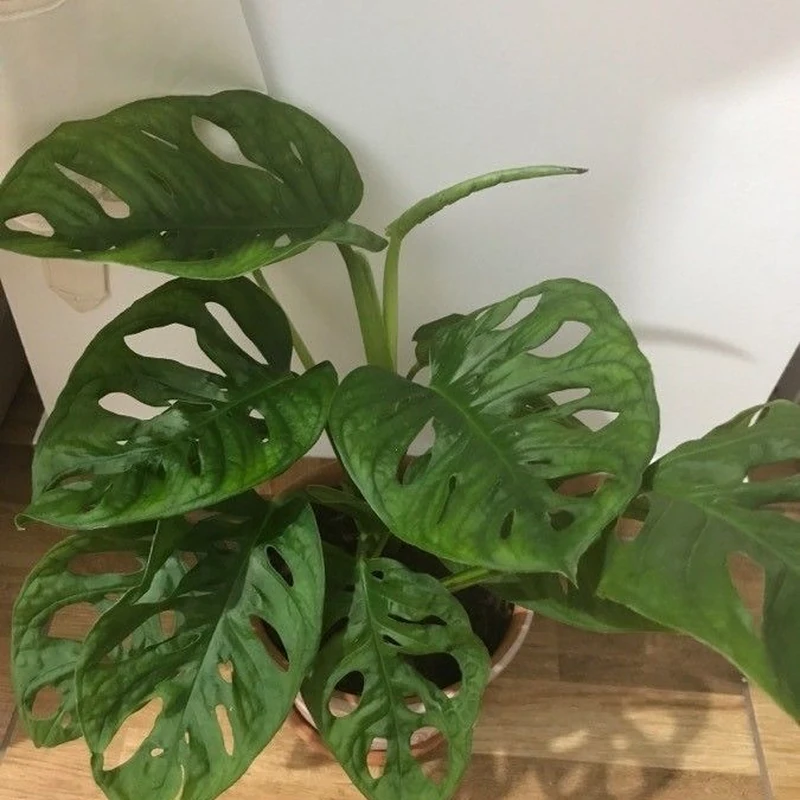 Монстера Адансона (Monstera adansonii): полное руководство по уходу