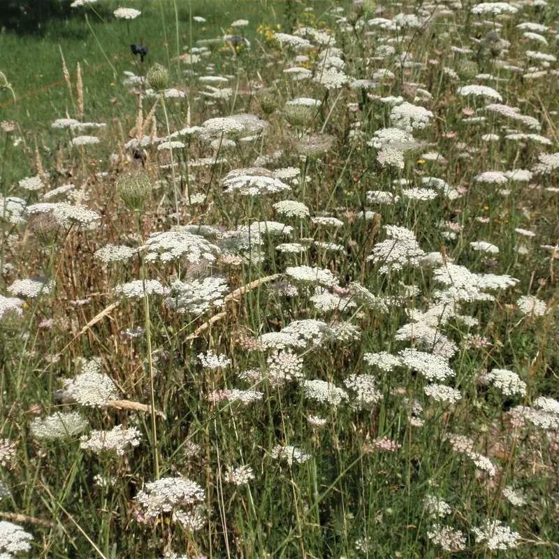 Морковь дикая (Daucus carota): полное руководство по уходу