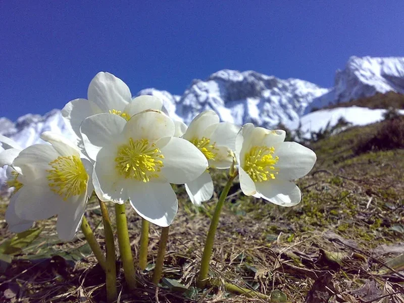 Морозник гибридный (Helleborus hybridus): полное руководство по уходу