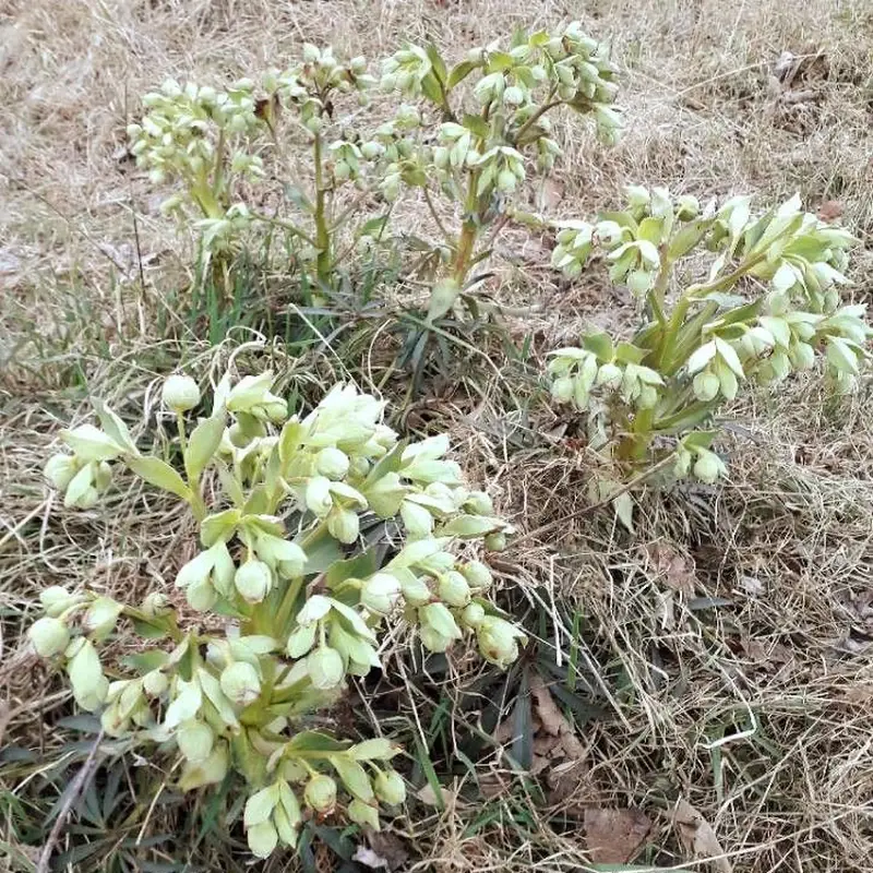 Морозник (Helleborus): полное руководство по уходу