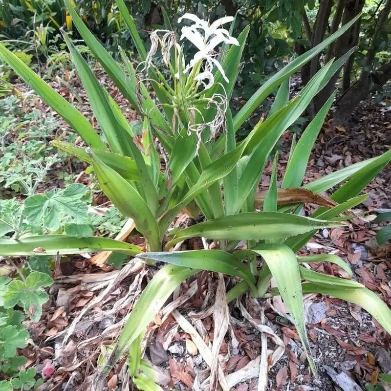Морская капуста (Crinum): полное руководство по уходу