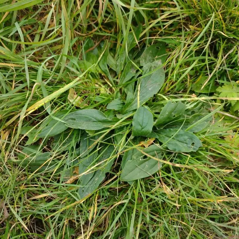 Мотано (Plantago): полное руководство по уходу