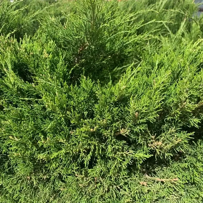 Можжевельник казацкий (Juniperus sabina): полное руководство по уходу