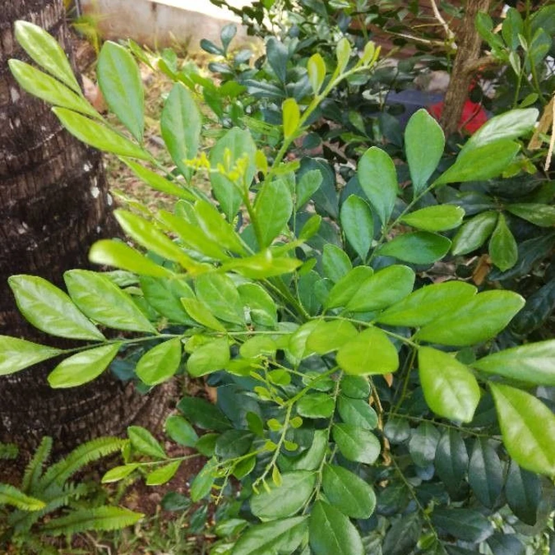 Мурайя метельчатая (Murraya paniculata): полное руководство по уходу