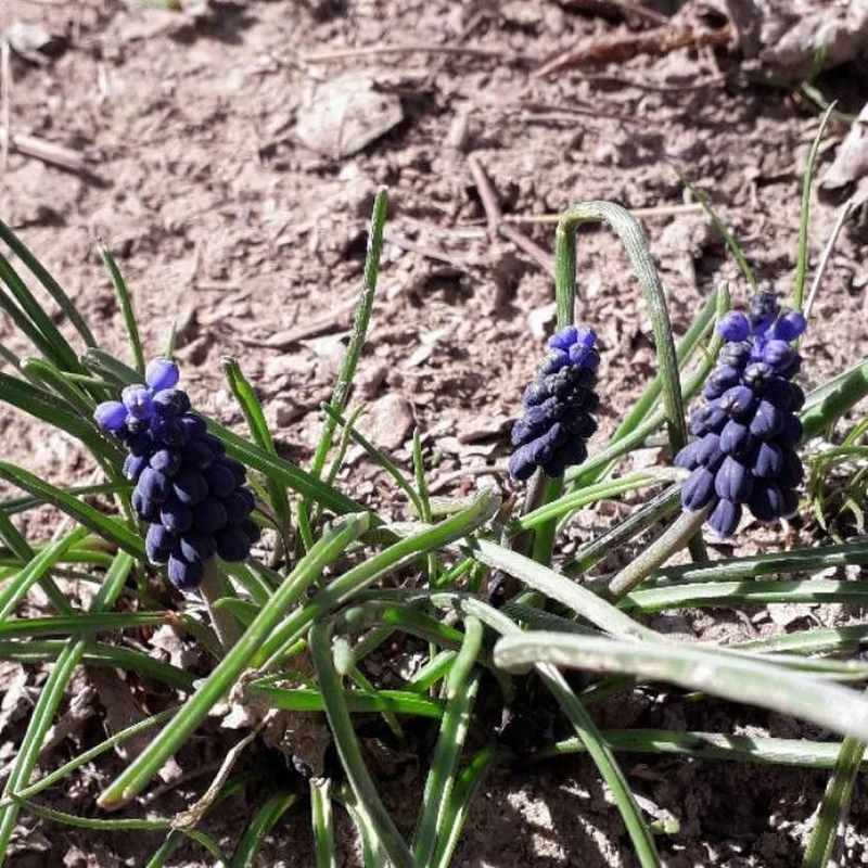 Мускари (Muscari): полное руководство по уходу