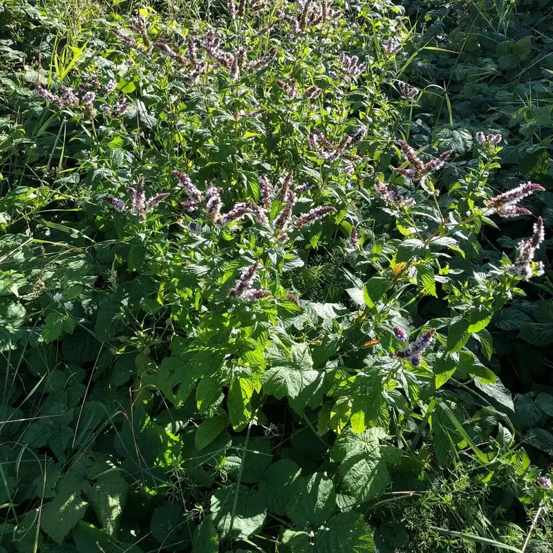 Мята колосковая (Mentha spicata): полное руководство по уходу
