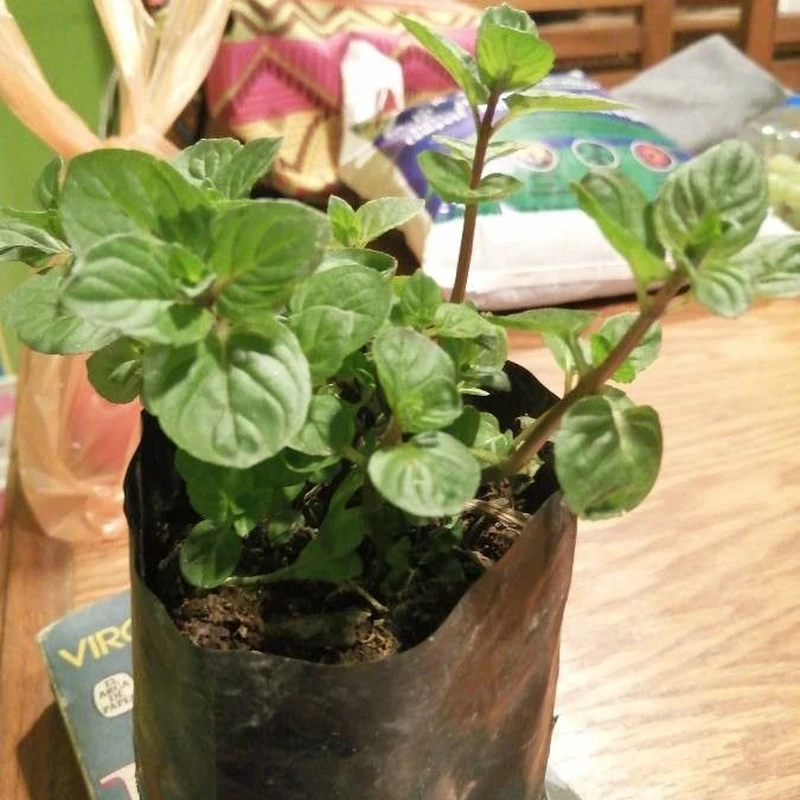 Мята перечная (Mentha piperita): полное руководство по уходу