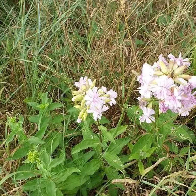 Мыльнянка (Saponaria): полное руководство по уходу