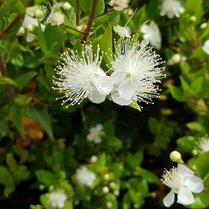 Мирт (Myrtus communis): полное руководство по уходу