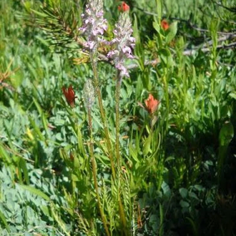 Мытник (Pedicularis): полное руководство по уходу