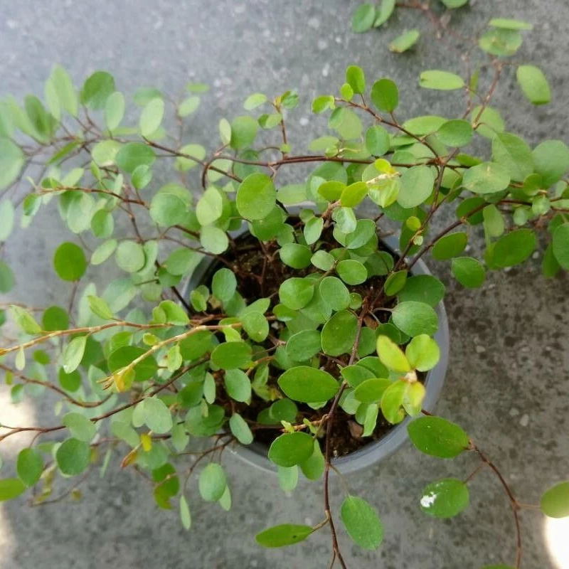 Мюленбекия (Muehlenbeckia): полное руководство по уходу