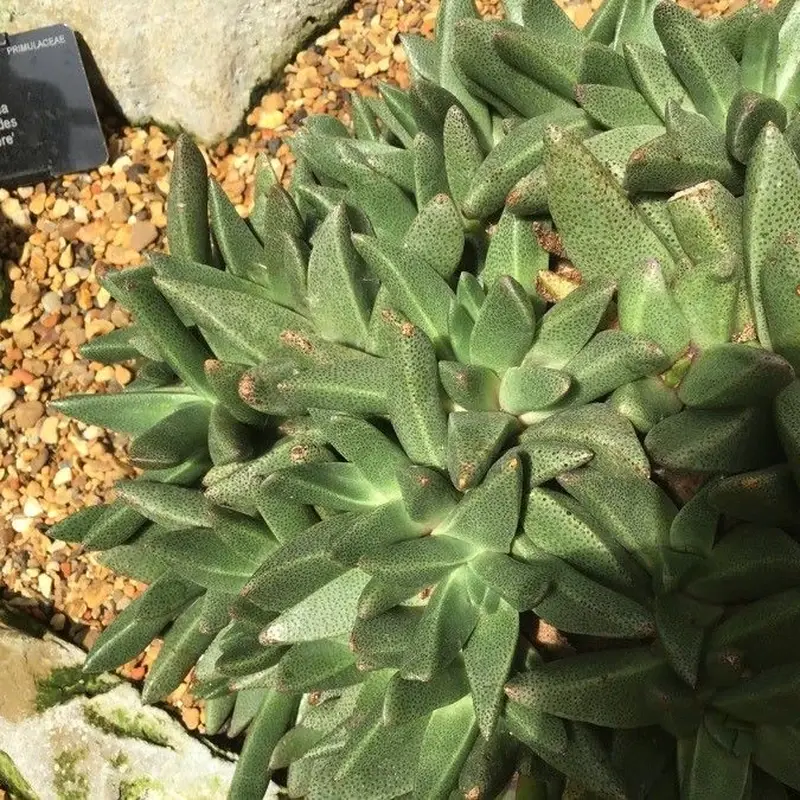Нанантус (Nananthus): полное руководство по уходу