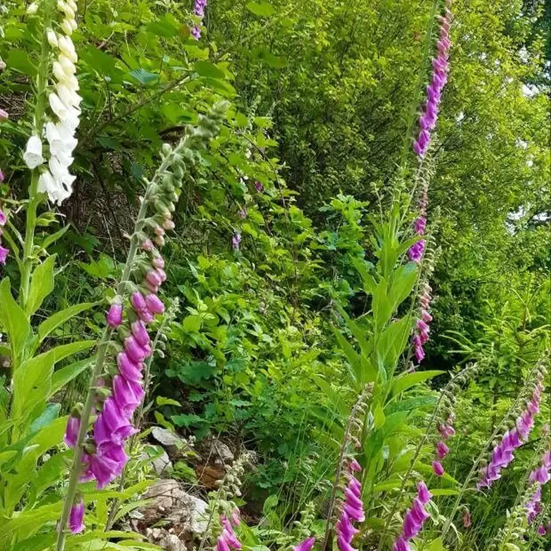 Наперстянка пурпурная (Digitalis purpurea): полное руководство по уходу