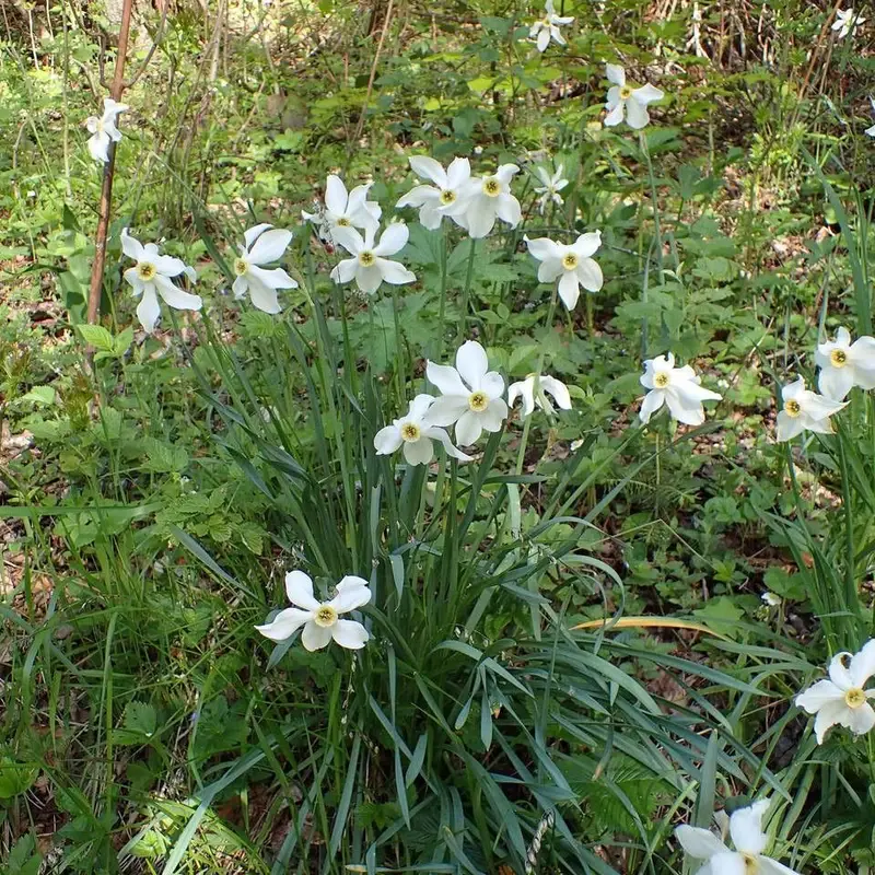 Нарцисс комнатный (Narcissus): полное руководство по уходу