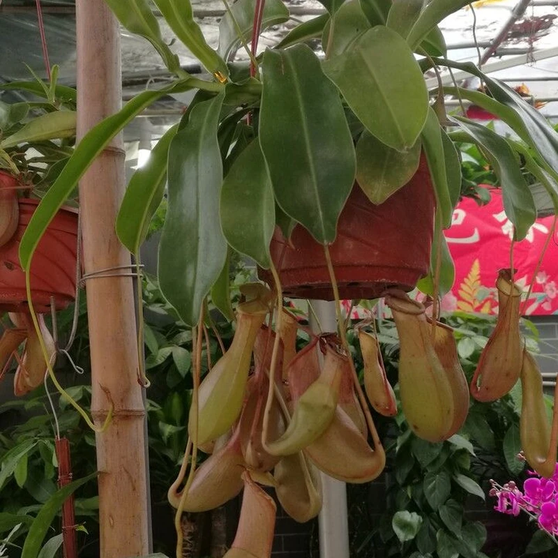 Непентес (Nepenthes): полное руководство по уходу