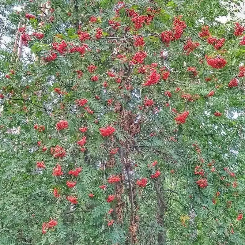 Невежинская рябина (Sorbus aucuparia): полное руководство по уходу