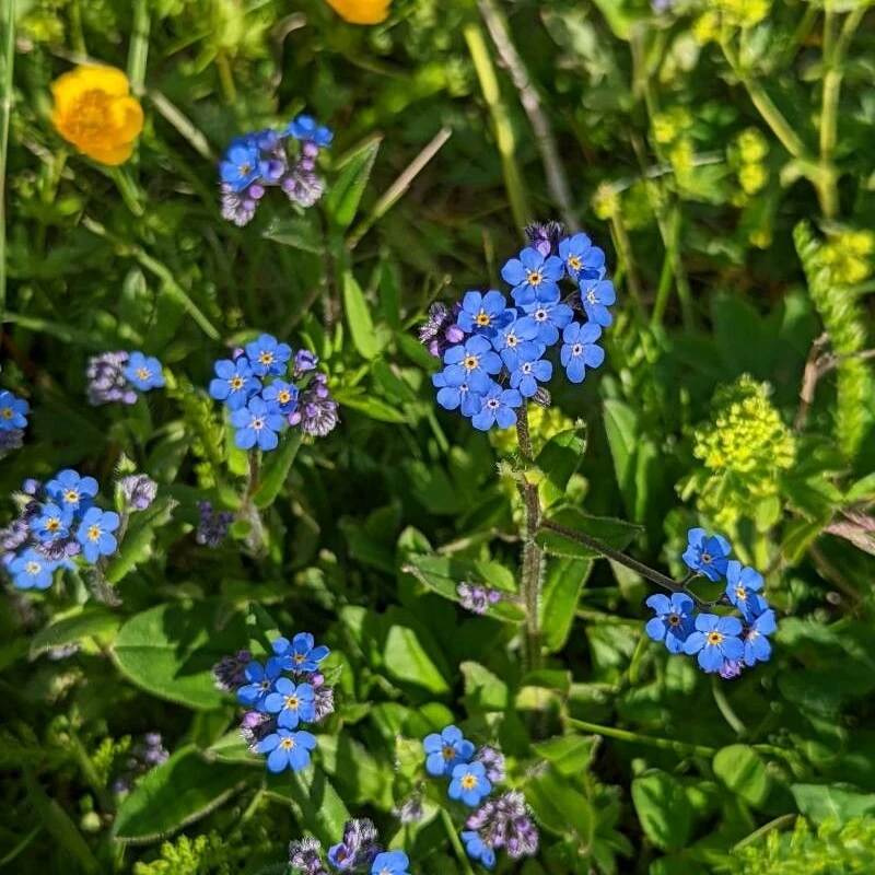 Незабудка альпийская (Myosotis alpestris): полное руководство по уходу