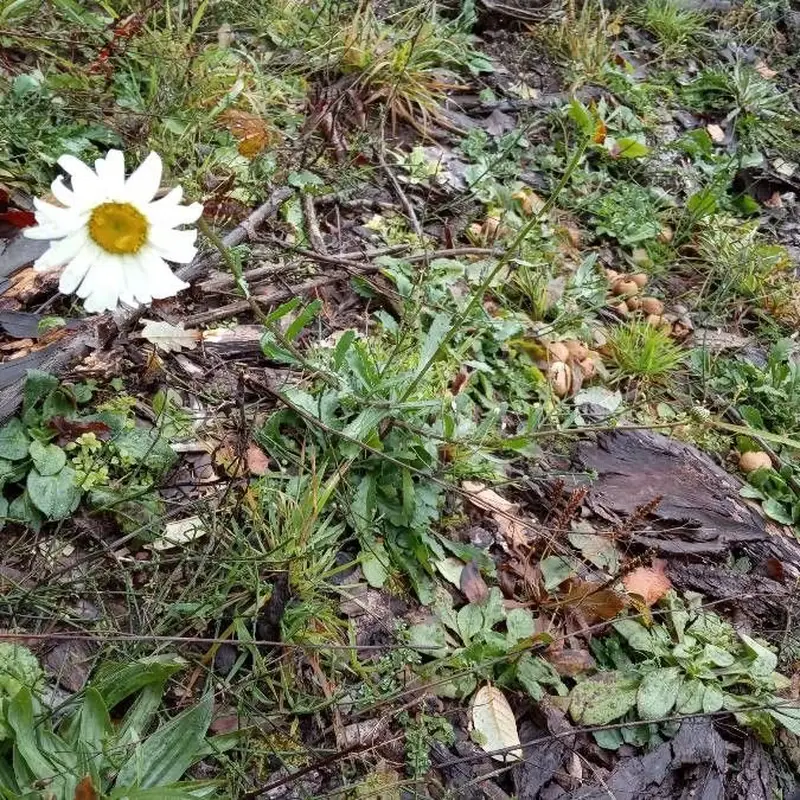 Нивяник (Leucanthemum): полное руководство по уходу