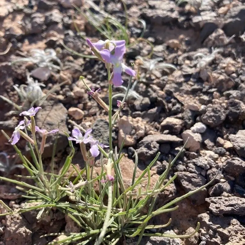 Ночная фиалка (Matthiola longipetala): полное руководство по уходу