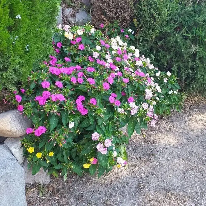 Ночная красавица (Mirabilis jalapa): полное руководство по уходу