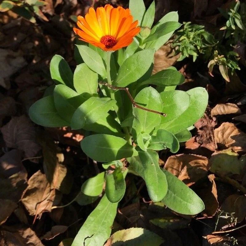 Ноготки (Calendula officinalis): полное руководство по уходу