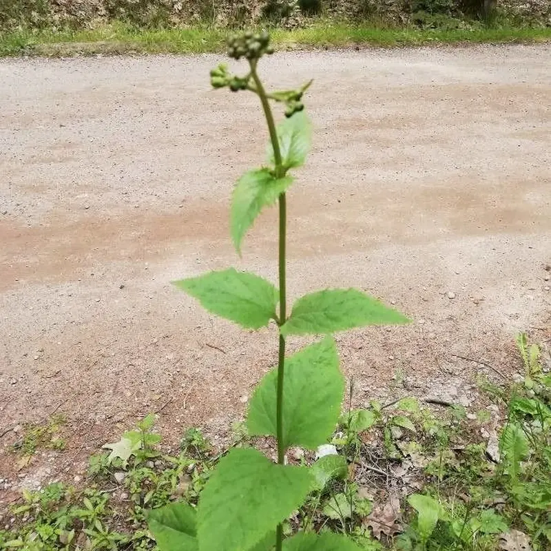 Норичник (Scrophularia): полное руководство по уходу