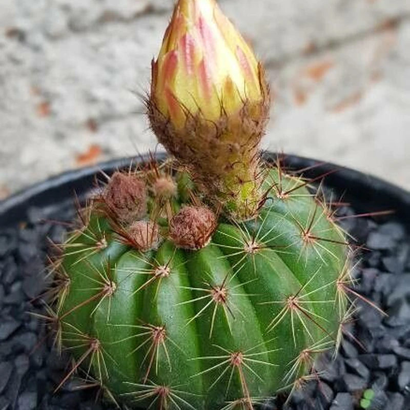 Нотокактус Отто (Notocactus ottonis): полное руководство по уходу