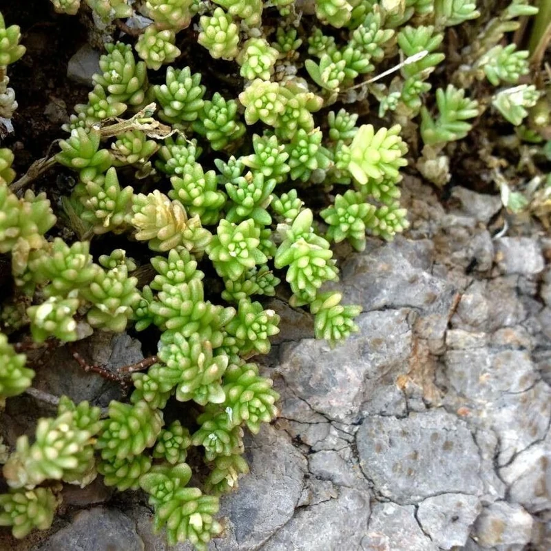 Очитник (Sedum): полное руководство по уходу