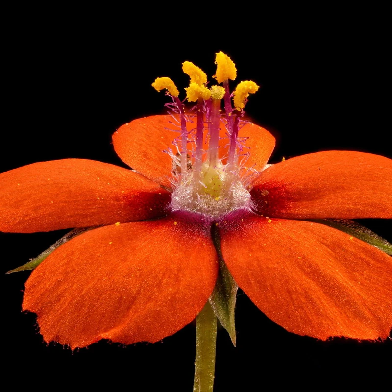 Очный цвет полевой (Anagallis arvensis): полное руководство по уходу