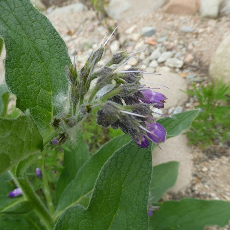 Окопник (Symphytum officinale): полное руководство по уходу