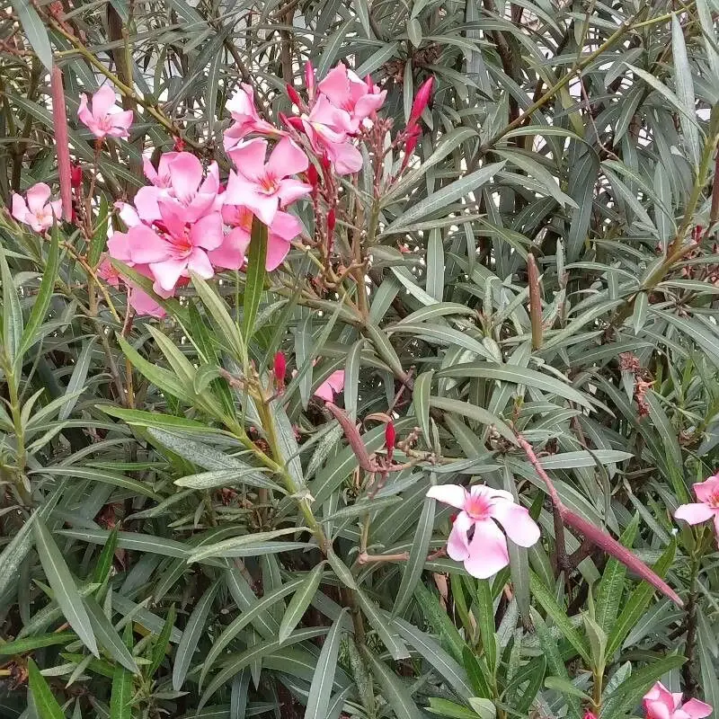 Олеандр белый (Nerium oleander 'Album'): полное руководство по уходу