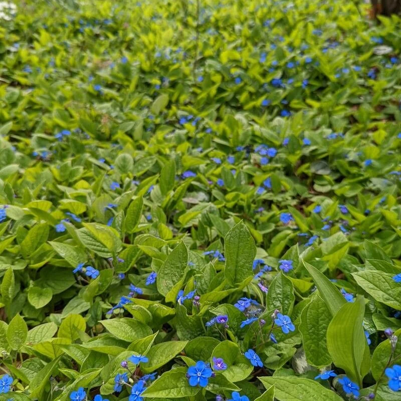 Омфалодес (Omphalodes): полное руководство по уходу