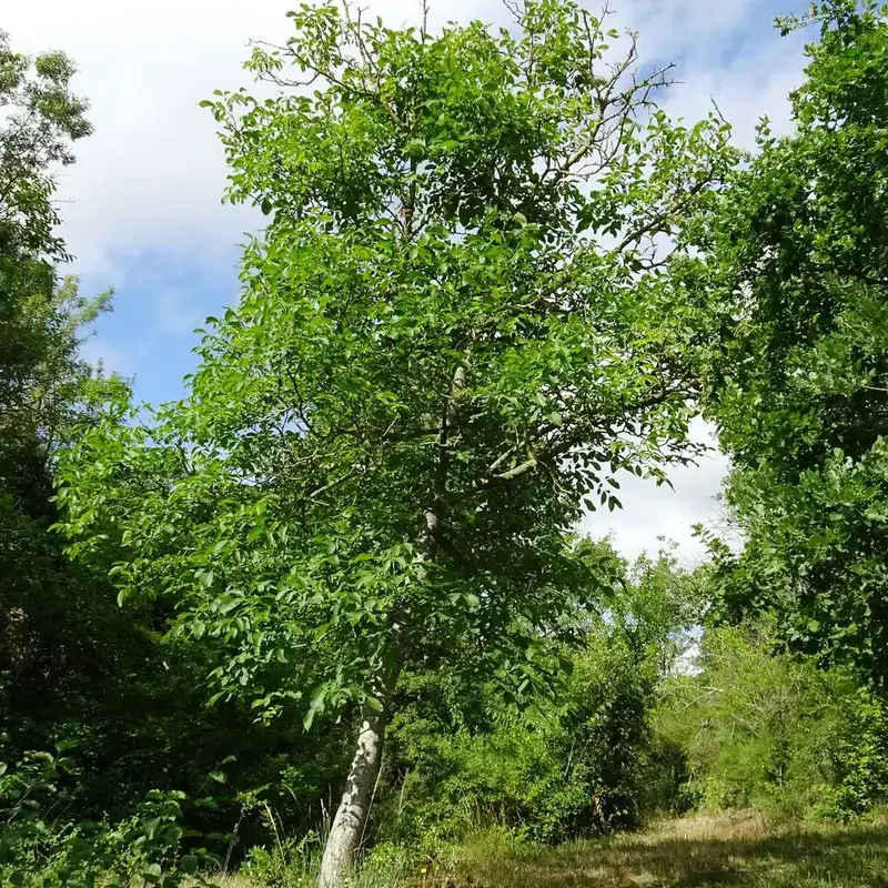 Орех грецкий (Juglans regia): полное руководство по уходу