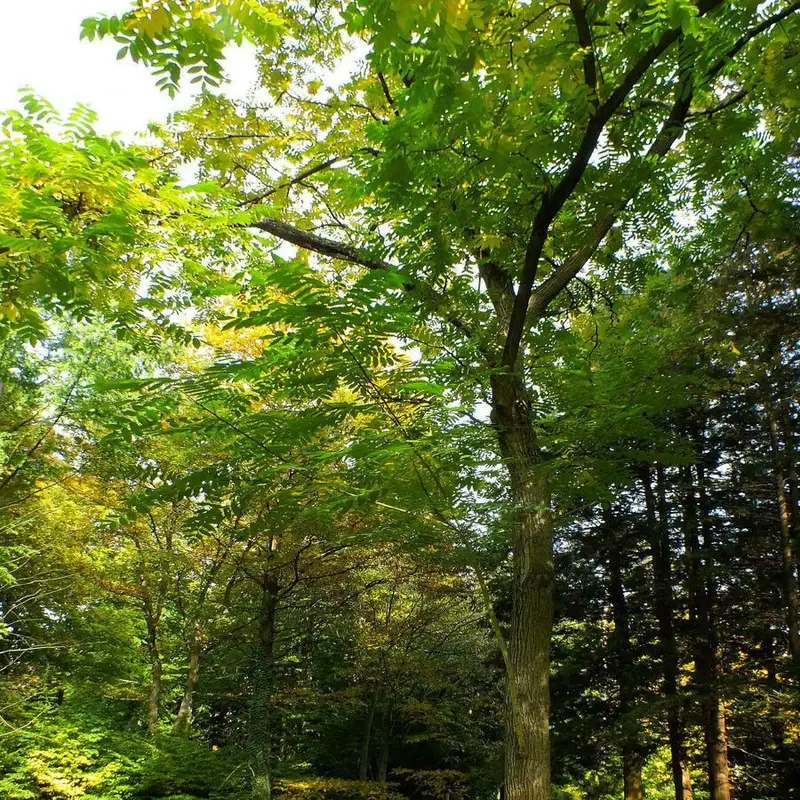 Орех маньчжурский (Juglans mandshurica): полное руководство по уходу