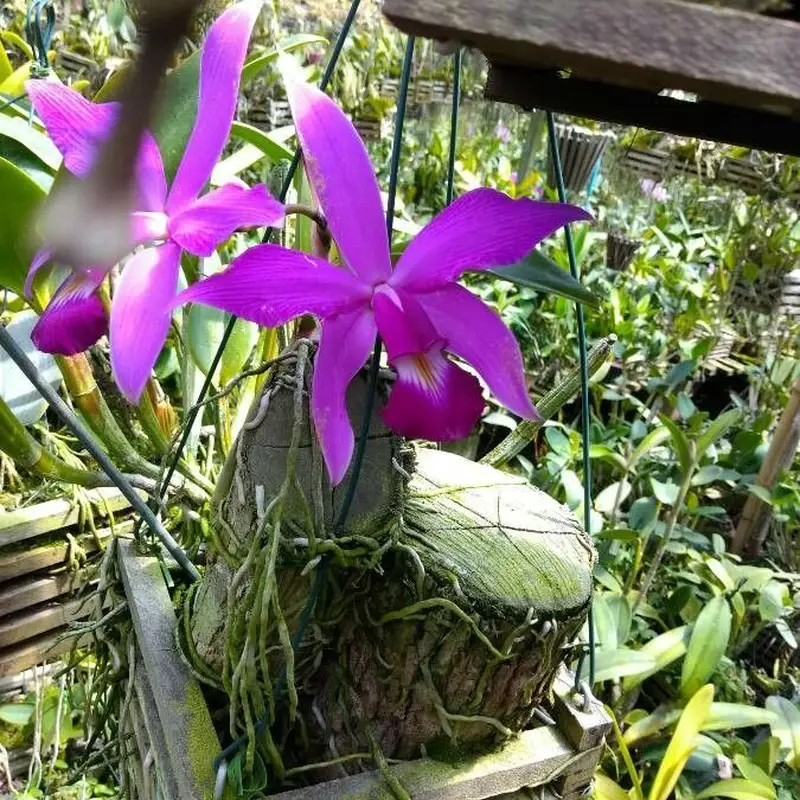 Орхидея Каттлея (Cattleya): полное руководство по уходу