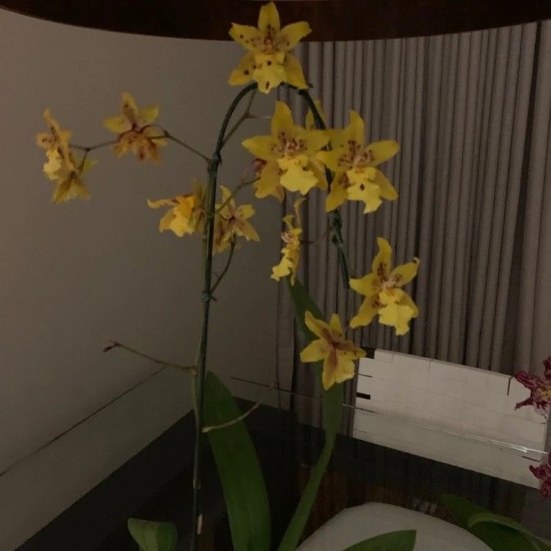 Орхидея Онцидиум (Oncidium): полное руководство по уходу