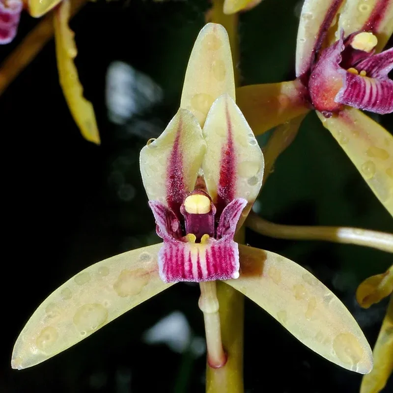 Орхидея-примула (Orchid primula): полное руководство по уходу