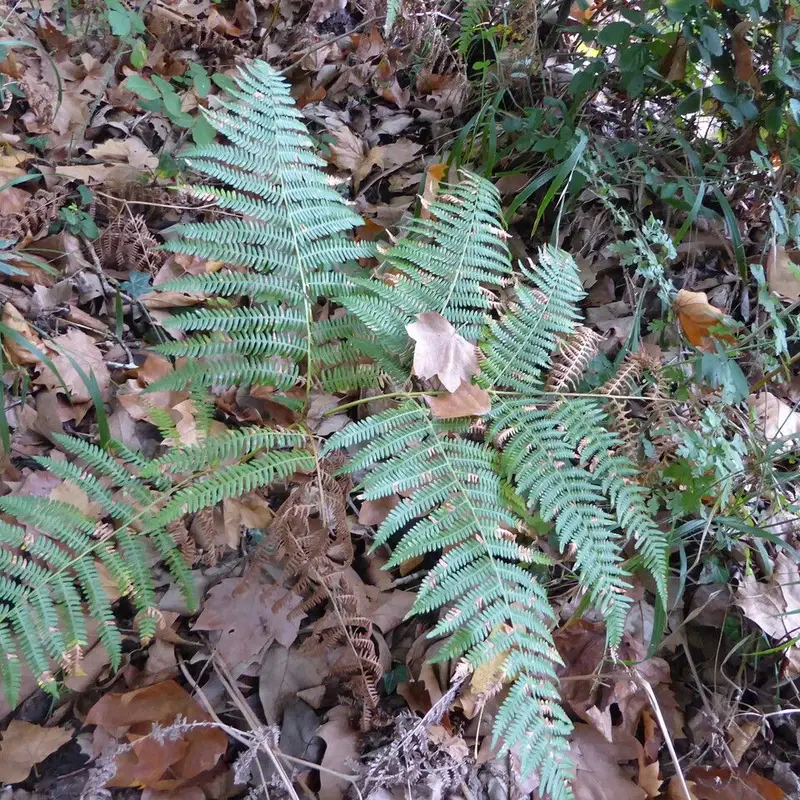 Орляк (Pteridium): полное руководство по уходу