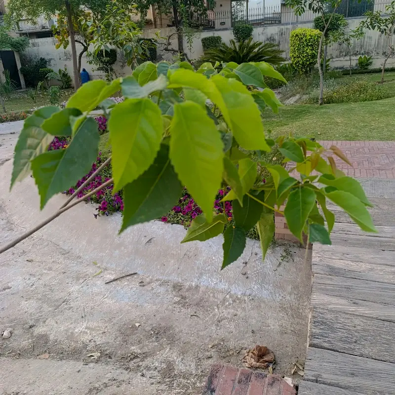 Осина (Populus tremula): полное руководство по уходу
