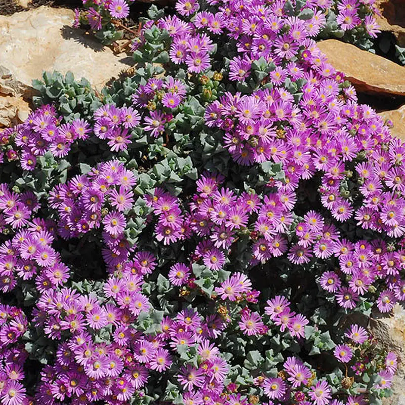 Оскулярия (Oscularia deltoides): полное руководство по уходу