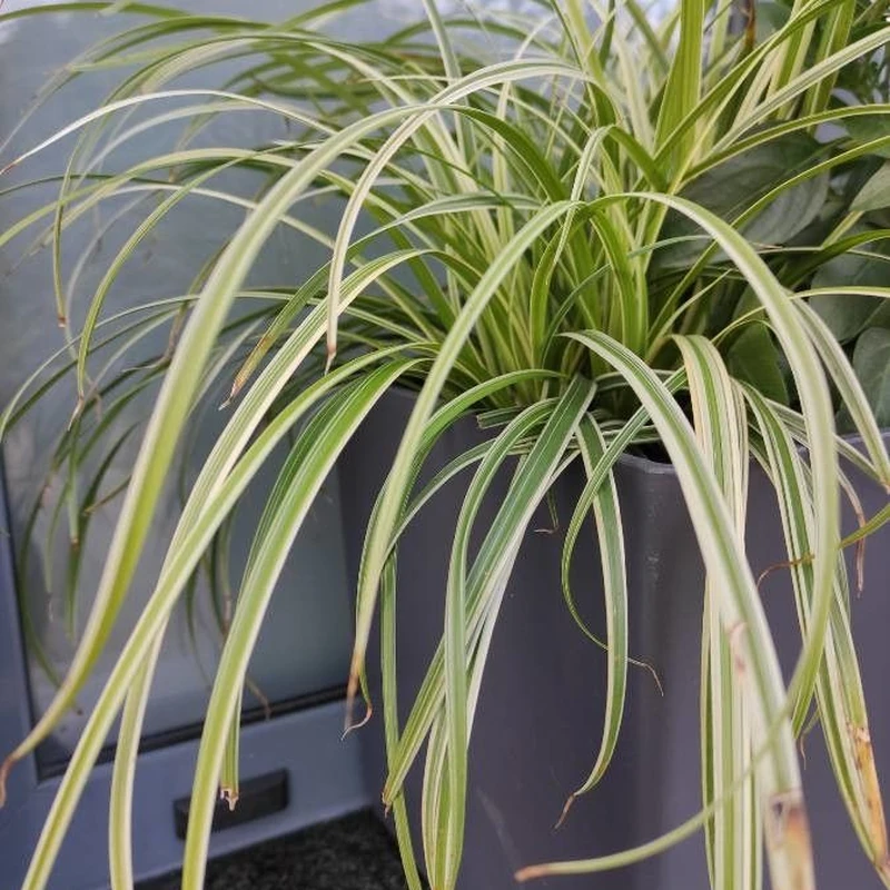 Осока подушковидная (Carex morrowii): полное руководство по уходу