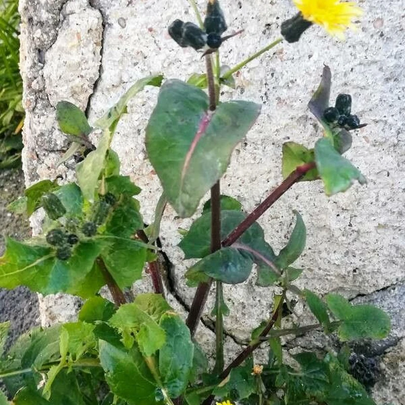 Осот (Sonchus): полное руководство по уходу