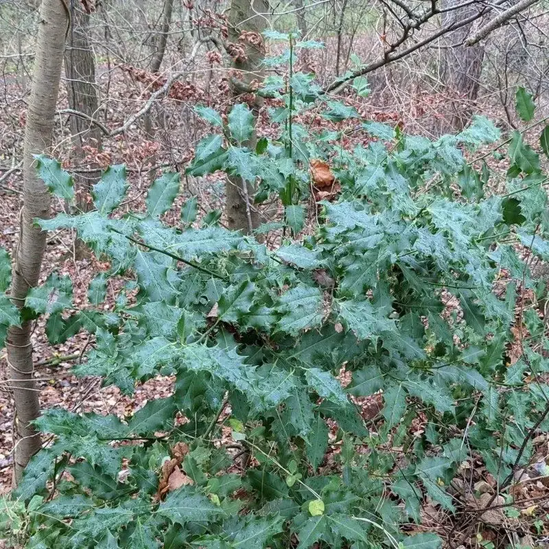 Остролист (Ilex aquifolium): полное руководство по уходу
