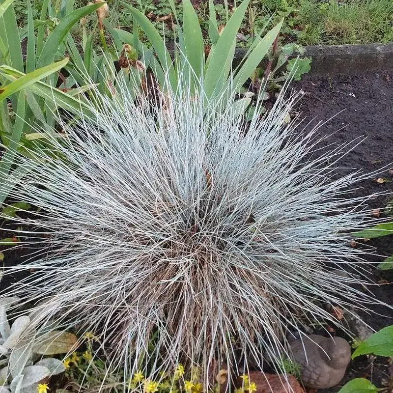 Овсяница сизая (Festuca glauca): полное руководство по уходу